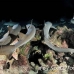 shark_whitetip_reef_mancg_ci_h_0274_cos1070.jpg